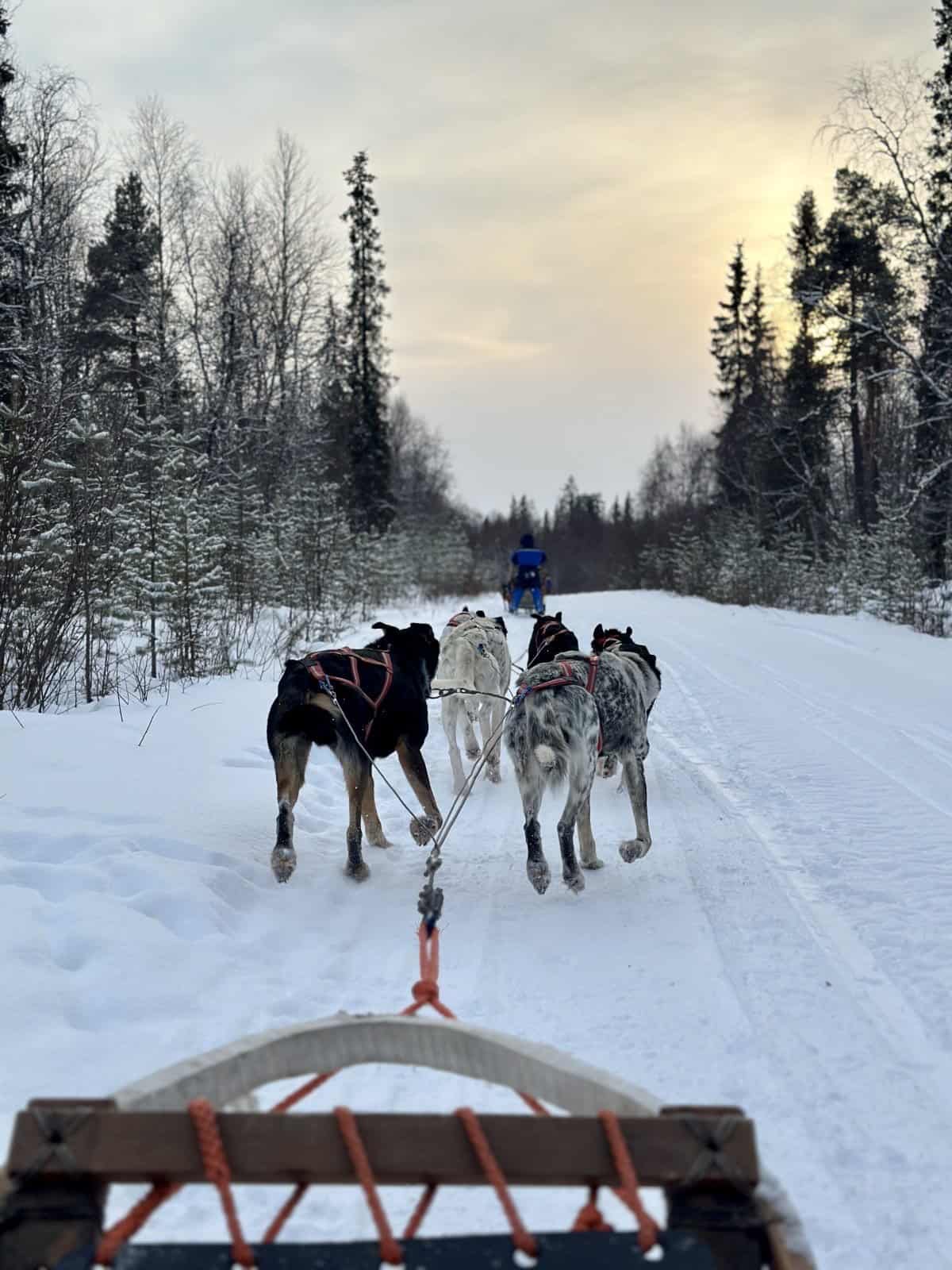 Passeio de trenó puxado por huskies